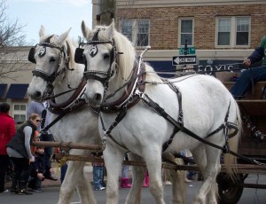 and wagons drawn by Heavy Horses took part.
